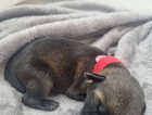 Puppy