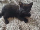 kitten