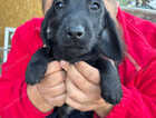 Puppy
