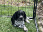 Puppy