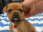 Puppy