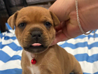 red collar