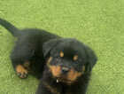 Puppy