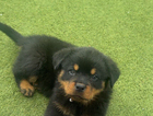 puppy