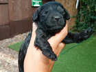 Puppy