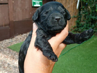 puppy