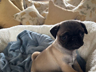 puppy