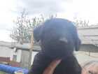 Puppy