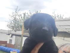 puppy