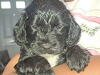 puppy