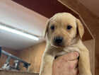 Puppy