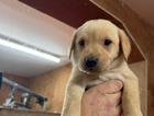 puppy