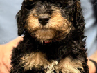 puppy