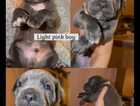 Puppy