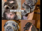 puppy