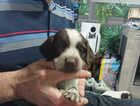 Puppy