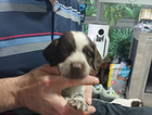 puppy
