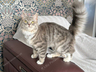 Missing Cat - Carnoustie, Westhaven Park