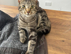 Meeko