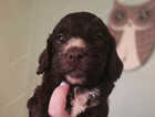 Puppy