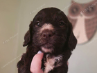 puppy