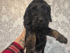 Puppy