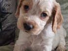 Puppy