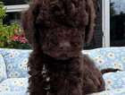 Puppy