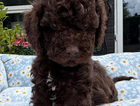puppy