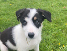 puppy