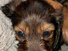 Puppy