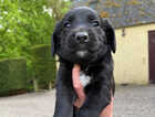 Puppy