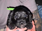 Puppy