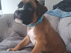 puppy
