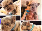 Puppy