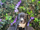 Puppy