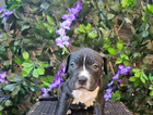 puppy