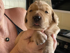 puppy