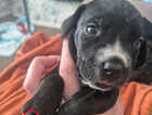 Puppy