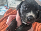 puppy