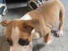 Puppy