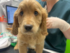 puppy