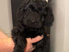 Puppy