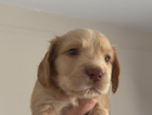 puppy