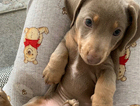 puppy