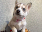 puppy