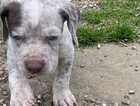 Puppy