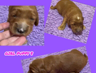 puppy