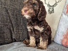puppy