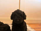 Puppy